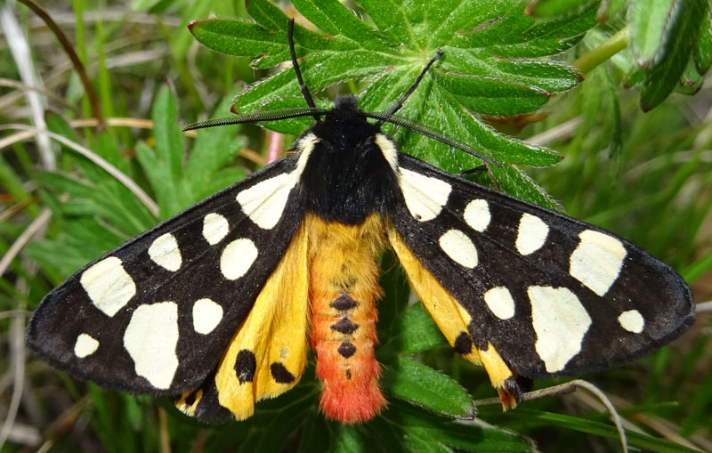 Arctia villica - Erebidae Arctiinae